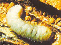 Scheduling regular, routine visits from pest control operators (pcos). The Eradication Of Insect Pests In Buildings