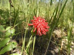 Image result for Pleiotaxis