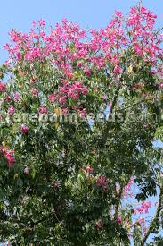 Image result for Ceiba speciosa