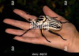 Image result for Culcasia orientalis