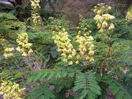 Image result for Caesalpinia cassioides