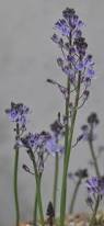 Image result for Scilla benguellensis