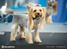 Image result for yorkshire haircut