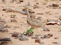 Image result for Burttia prunoides