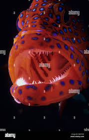 Image result for Cephalophis