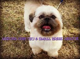 English bulldogs all day long!! Arizona Shih Tzu And Small Breed Rescue Petfinder