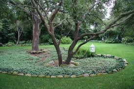 We Have 2 Large Trees In The Front Yard With A Stone Border Around Them Ajuga Is Landscaping Around Trees Landscaping With Rocks Backyard Landscaping Designs