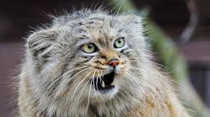 Aleksandr (defender of mankind) alek (short for aleksandr) alyosha (nickname for aleksandr) arseni (manly) bazhen (wish) dima (nickname for dmitry) Fast And Furrrry 8 Russian Wild Cats You Should Avoid Meeting Russia Beyond