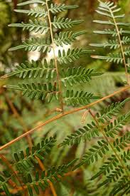 Image result for Pteridium