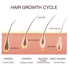 It only can reach to a maximum length of 4 or 5 cm. Diolaze Laser Hair Removal Treatments Vie Aesthetics