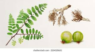 Image result for Phyllanthus amarus