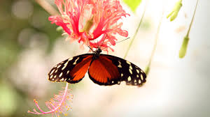 Hd wallpapers & desktop backgrounds. Butterfly 4k Wallpaper Download 3840x2160 Wallpaper Teahub Io