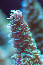 Polyp Extension On My Acropora Reef Aquarium Fish Tank Pictures