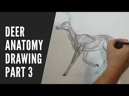 The werewolf thing is for an upcoming comic, wanted me to do some 3d concept sketches for the comic artists to get a. How To Draw A Deer I Basic Drawing I Deer Anatomy Drawing Part 3 I Online Drawing Class Youtube