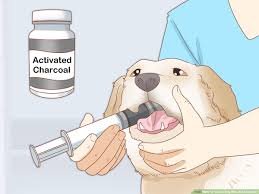 how to treat a dog who ate chocolate 8 steps with pictures