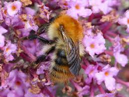 Although the abdomen also has ginger bands but the hairless black bands tend to dominate. Common Carder Bee Bumblebee Conservation Trust