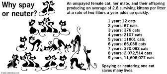 Low Cost Spay Neuter