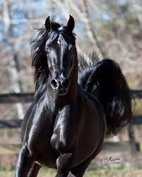 aj rutten on twitter horses black arabian horse black horses