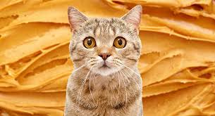 Maybe you would like to learn more about one of these? Can Cats Eat Peanut Butter A Guide To Cats And Peanut Butter