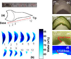 Cacti are intriguing plants that sometimes seem like they are from another world. Three Dimensional Water Mapping Of Succulent Agave Victoriae Reginae Leaves By Terahertz Imaging Scientific Reports
