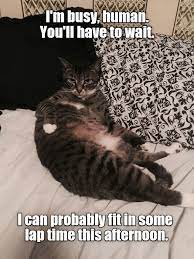 I M Busy Human Funny Cat Memes Silly Cats Cat Memes