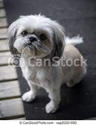 2.shih tzus do not shed less than most of other breeds, however they need daily brushing to maintain their healthy coat. Cute Little Shih Tzu Puppy Looks Up Into Camera A Small And Cute Shih Tzu Puppy Dog Sitting And Looking Up Into The Camera Canstock