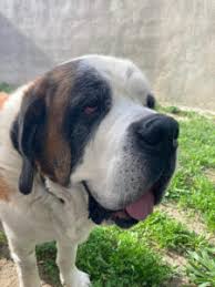 Vétérinaire Le Carves Nathalie à Franconville