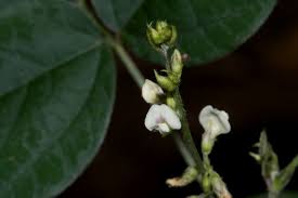 Image result for Neonotonia wightii