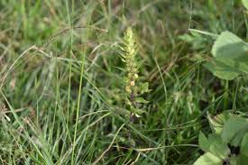 Image result for Alectra sessiliflora