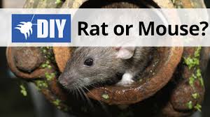 Find pest rat control on topsearch.co. Rodent Control Traps Rat Extermination Fast Free Shipping