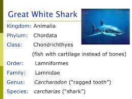 Sharks Classification Hammerhead Shark Classification Chart
