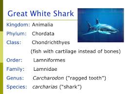 sharks classification hammerhead shark classification chart