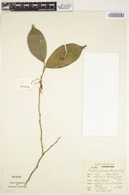 Image result for Carpolobia goetzei