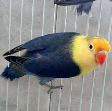 Pembayaran mudah, pengiriman cepat & bisa cicil 0%. 80 Gambar Pb Pastel Vio Kekinian Gambar Pixabay