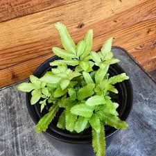 Image result for Pteris cretica
