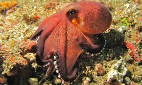 Amphioctopus Marginatus Wikipedia