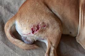 We can see the overall picture. Wounds In Dogs And Cats