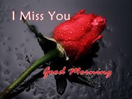 Best Good Morning Quotes For Her I Miss You Good Morning My Love Beautiful Red Roses Single Red Rose Black Rose