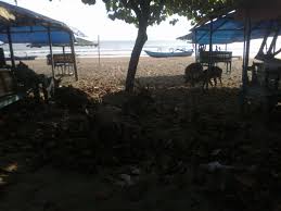 Suasana malam pantai pangandaran masih sepi#pangandaran #beach #newnormal #pantaipantai pangandaran 2020,pantai pangandaran pasir putih,pantai pangandaran. Dibalik Gemerlapnya Lampu Lampu Taman Di Pantai Pangandaran Swaragapura