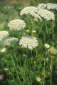 Queen Annes Lace Natures Delicate Beauty Queen Annes Lace Plants White Gardens