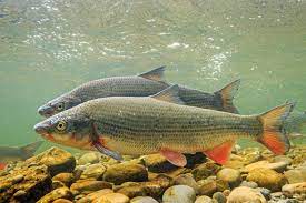 fisch des jahres 2020 die nase blinker fische karpfenfischen nase