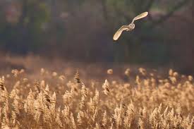 Pin By Finlay Mcghee On England S Hills And Valleys Barn Owl Beautiful Photography Nature Owl