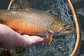 Tiger Trout Brook Trout Brown Trout Trout