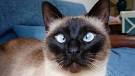 Why do some Siamese cats look cross-eyed? - Quora