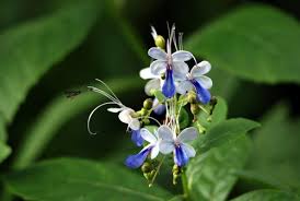 Image result for Rotheca hirsuta