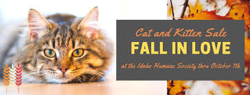 Help reduce the number of animals entering shelters each year. Fall In Love With A New Cat Or Kitten It S The Purrfect Time Of Year To Adopt Idaho Humane Society