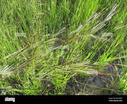 Image result for Cyathula orthacantha