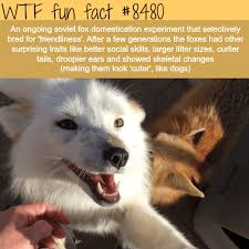 10 Incredibly Interesting Facts About Foxes You Probably Didn T Know Fox Facts Wtf Fun Facts Fun Facts