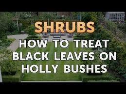 Bumps and rashes can be accompanied by itching and general discomfort. How To Treat Black Leaves On Holly Bushes Youtube