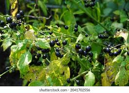 Image result for Solanum scabrum